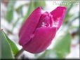 snow purple tulip flower