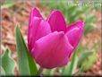purple bloomed tulip flower