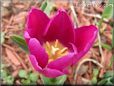purple bloomed tulip flower