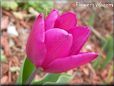 purple bloomed tulip flower