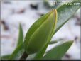 winter tulip flower