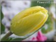 snow yellow tulip flower