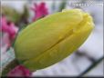 winter yellow tulip flower