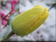 winter yellow tulip flower