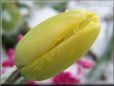 winter tulip flower