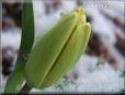 unbloomed winter tulip flower