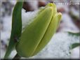 unbloomed snow tulip flower