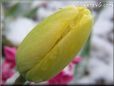 winter yellow tulip flower