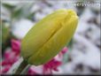 winter tulip flower