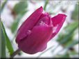 snow purple tulip flower