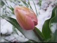 pink tulip flower
