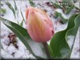 pink tulip flower