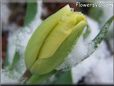 snow yellow tulip flower
