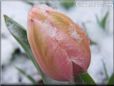 pink tulip flower