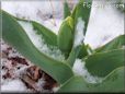 snow tulip