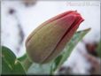 winter snow tulip