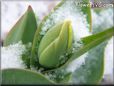 tulip with snow