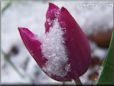 snow purple tulip flower