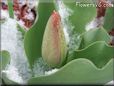tulip in winter with snow