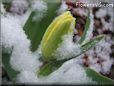 snow yellow tulip flower
