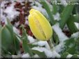 snow yellow tulip flower