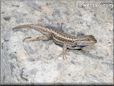 blue belly lizard
