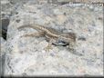 blue belly lizard