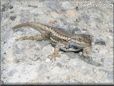 blue belly lizard