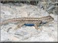 blue belly lizard