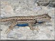 blue belly lizard