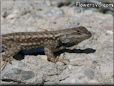 blue belly lizard