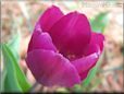 purple bloomed tulip flower