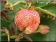 pink strawberry