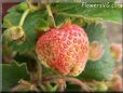 pink strawberry