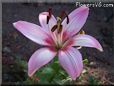 white pink lily flower