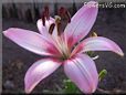 white pink red  lily flower