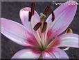 white pink lily
