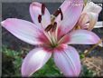 white pink red lily