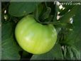 green tomato