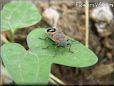 assassin bug