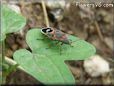 assassin bug