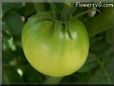 green tomato