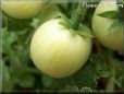 green cherry tomato