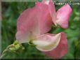 sweet peas blossom