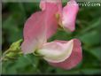 sweet peas blossom