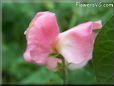 sweet peas blossom