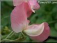 sweet peas blossom