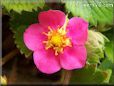 red strawberry blossom