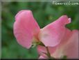 sweet peas blossom