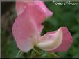 sweet peas blossom